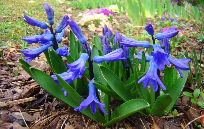 Transcaspian hyacinth
