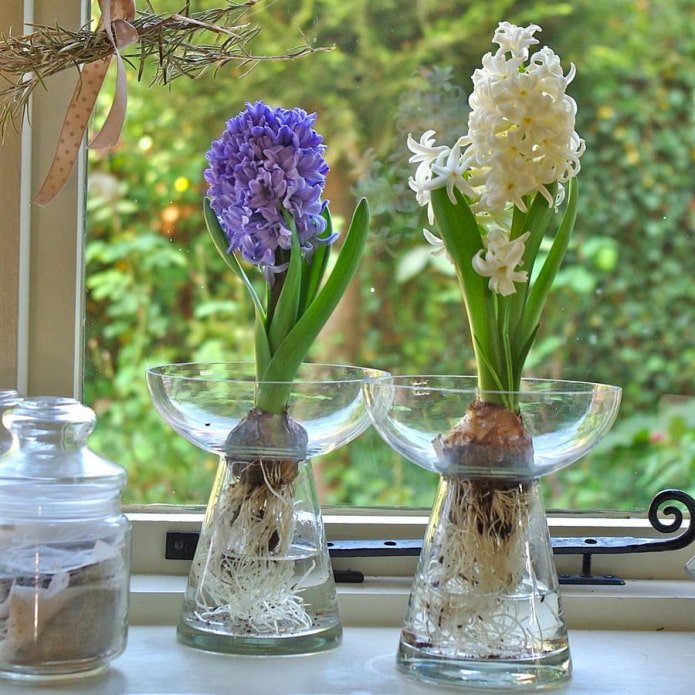 forcing hyacinth in water