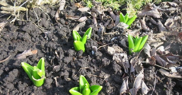 hyacinths have hatched