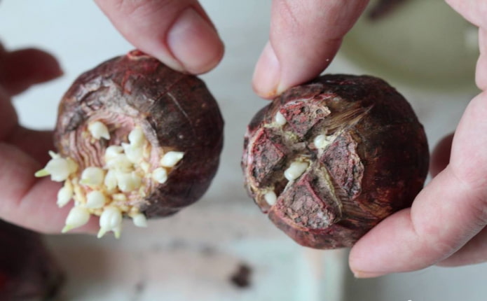cut hyacinth bulbs with babies