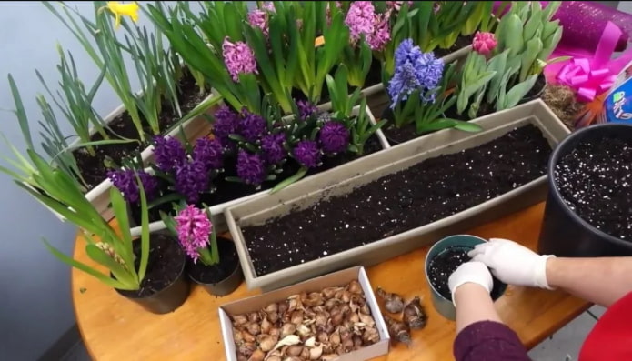propagation of hyacinths
