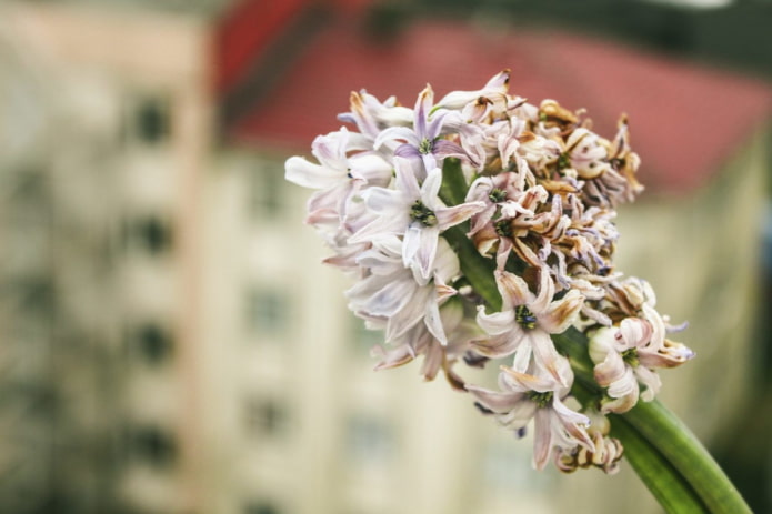 sick hyacinth