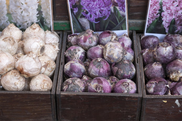 hyacinth bulbs in storage