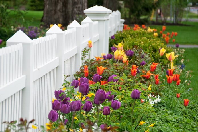Flowers by the fence