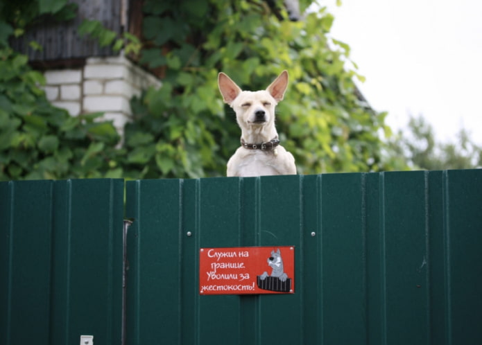 Beware of the angry dog