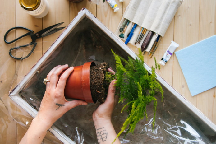 Planting plants