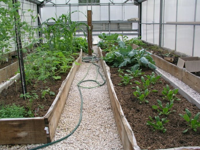 wooden beds in a greenhouse