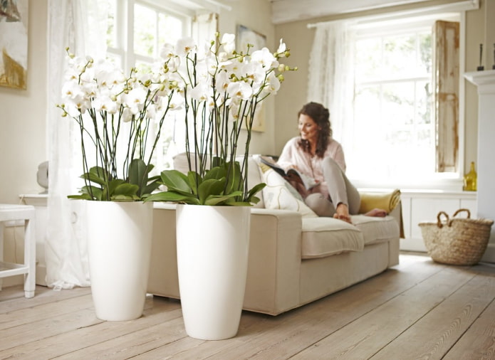 plastic orchids in the interior