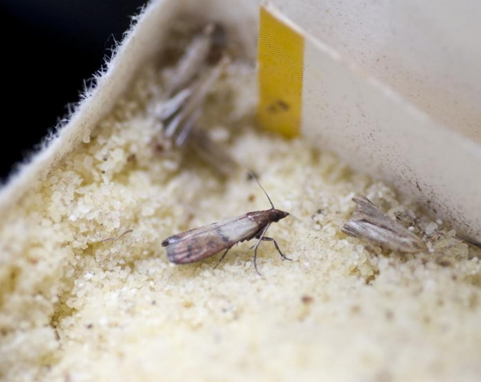 moth in cereals