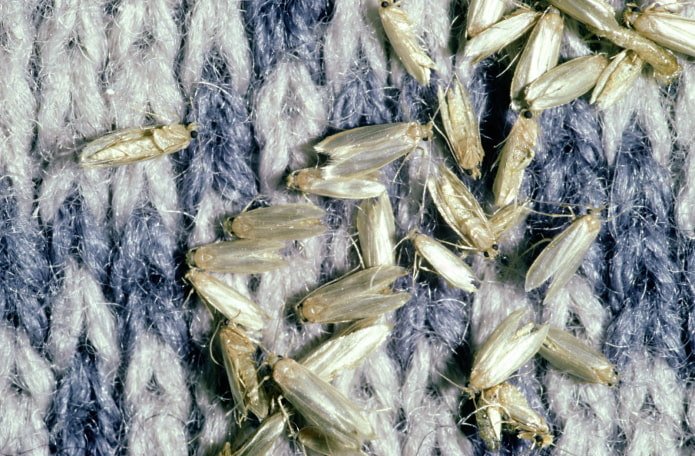 clothes moth