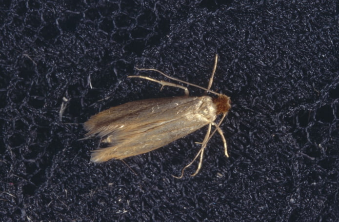 clothes moth
