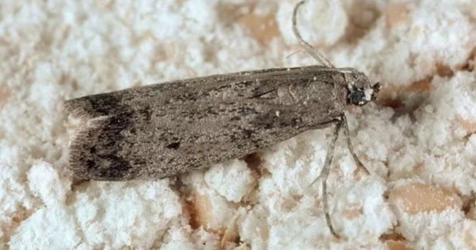 food moth