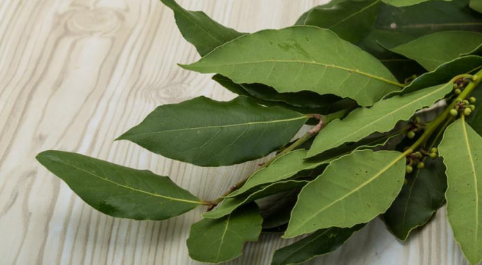 bay leaf
