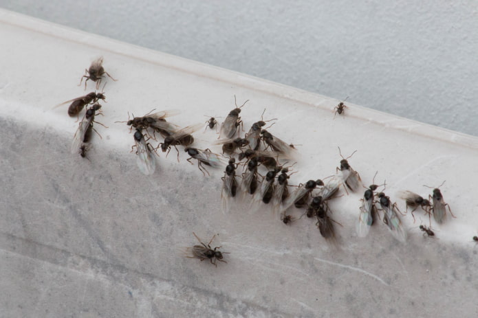 flying ants in the apartment