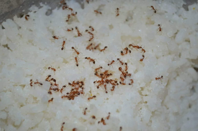 how ants appear at home