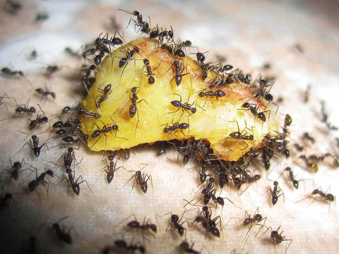 how to detect ant houses