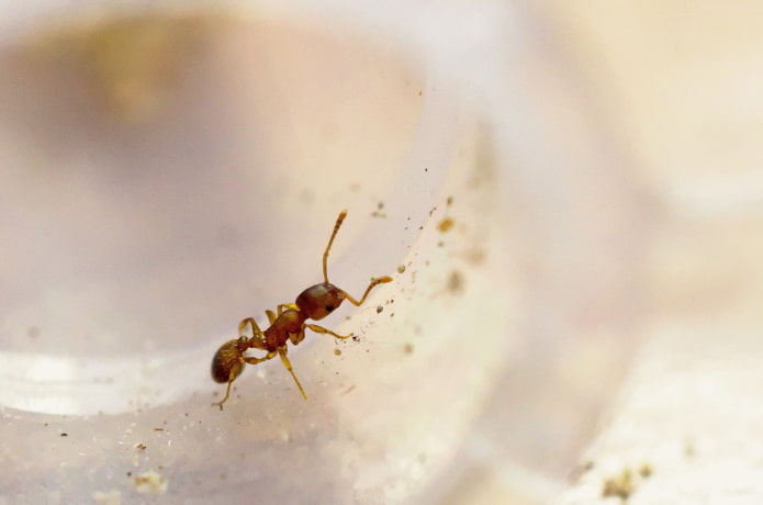 Why are house ants dangerous