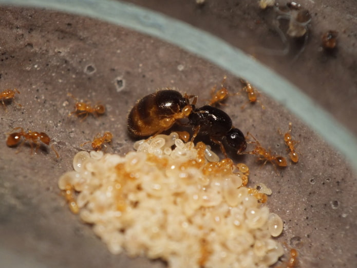how to find an anthill in an apartment