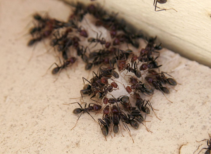 folk remedy for ants