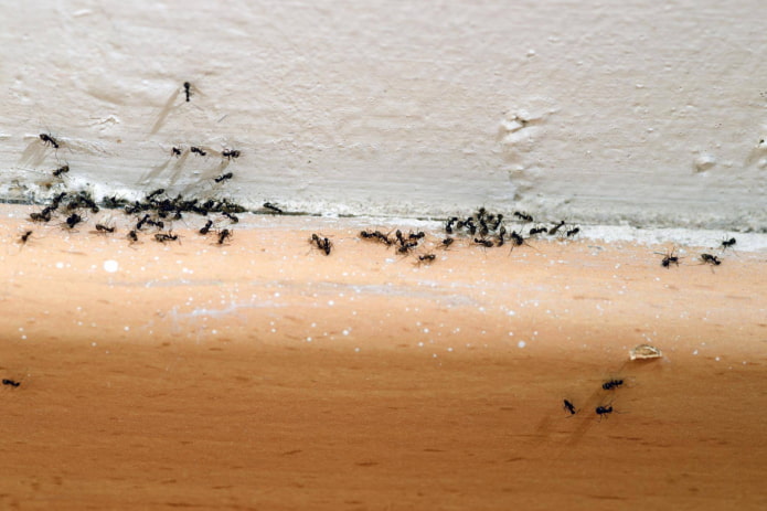 ant control products for the home