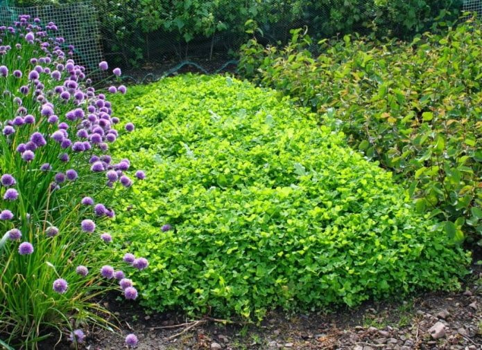 Green manure