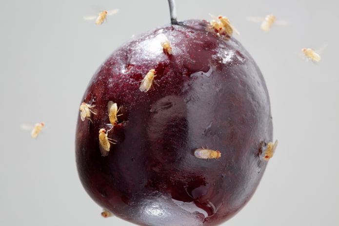 fruit gnats in the kitchen