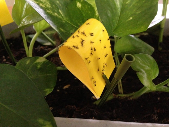 sticky tape from midges