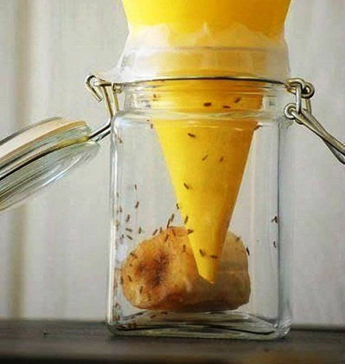 DIY midge trap
