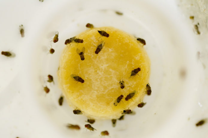 Drosophila prevention in the kitchen