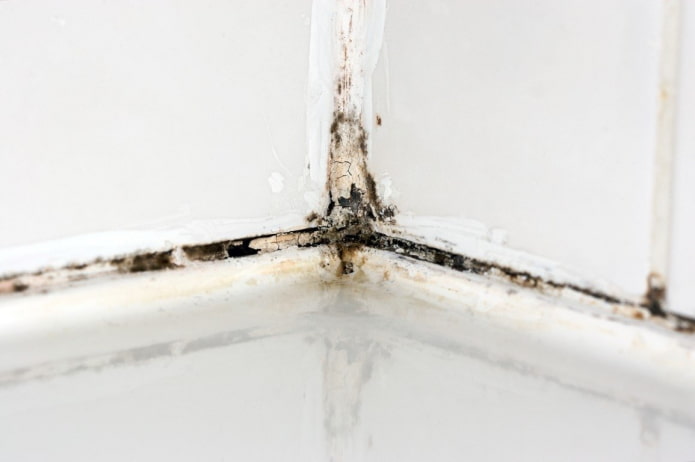 black mold