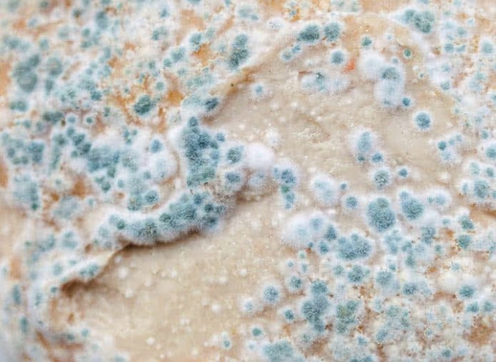 blue mold