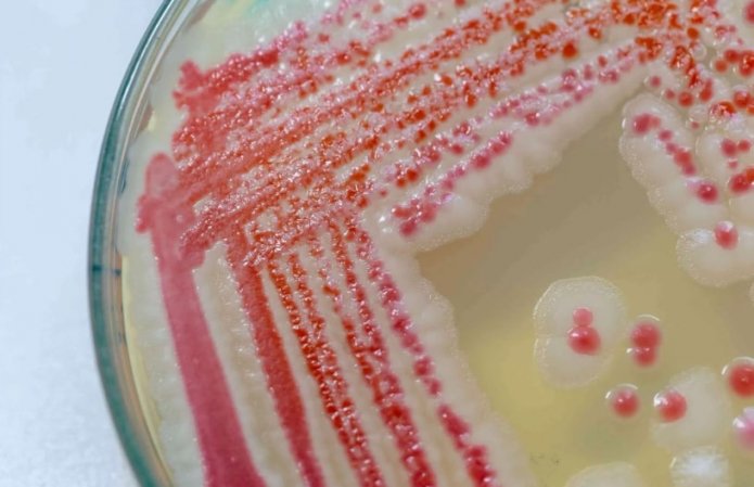 pink mold