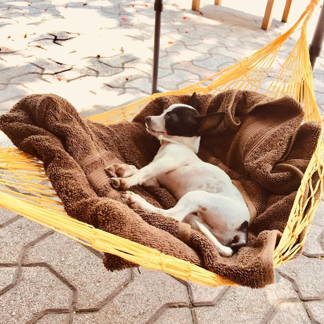 How to hang a hammock in the country without trees
