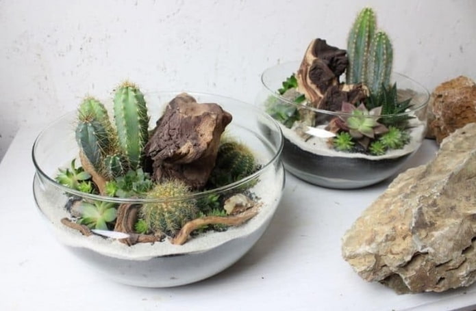 arrangement of succulents