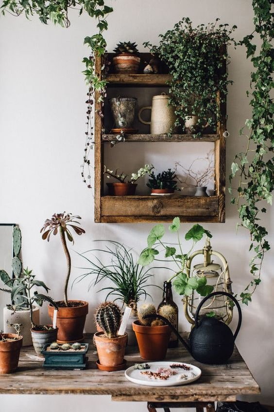 Indoor flowers