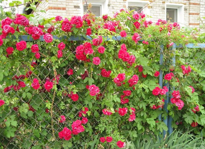 Roses along the fence