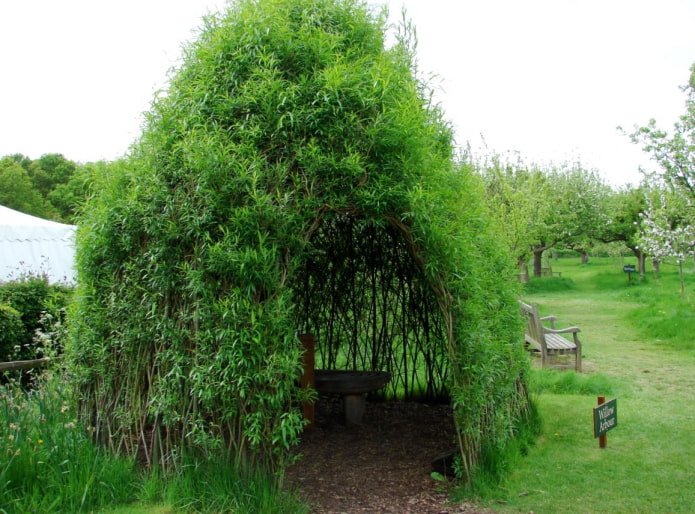 Willow gazebo