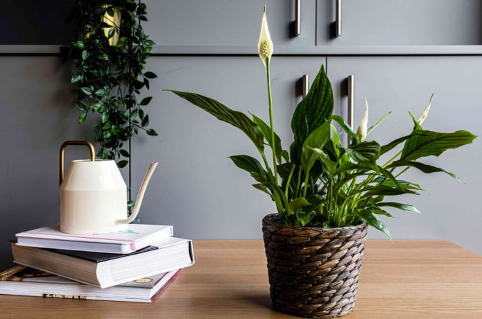 Example of spathiphyllum flowering