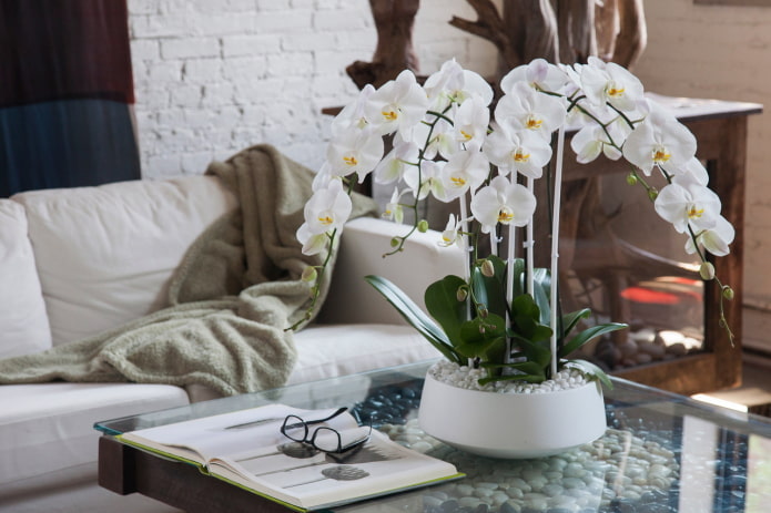 white orchid