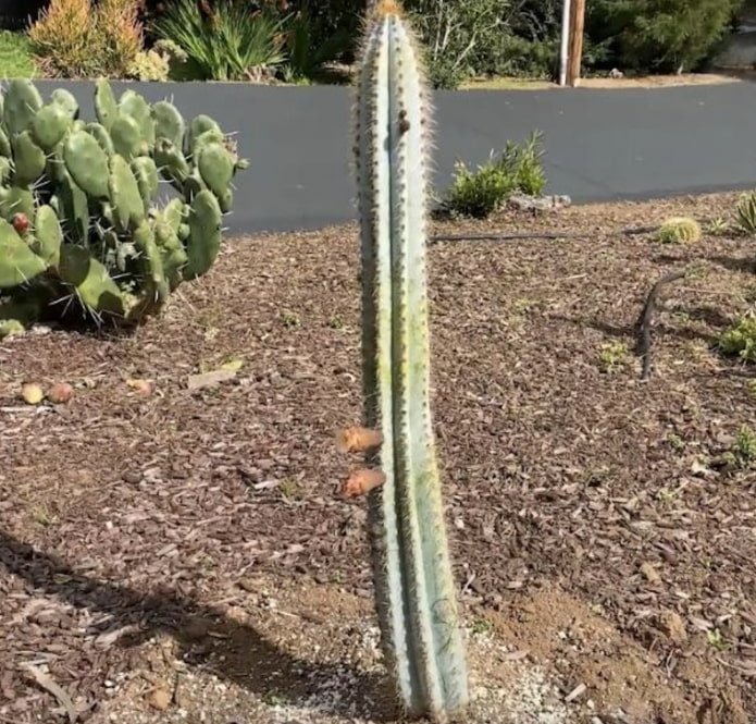 Columnar Cactus