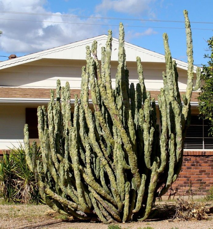 Totem Pole Cactus