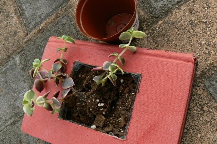 Ready-made flowerpot