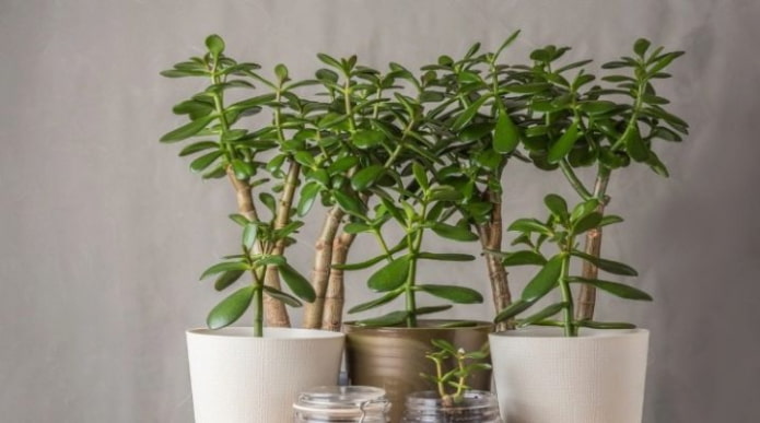 Money tree