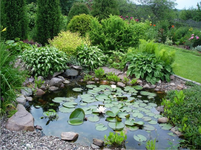 hosta near a pond