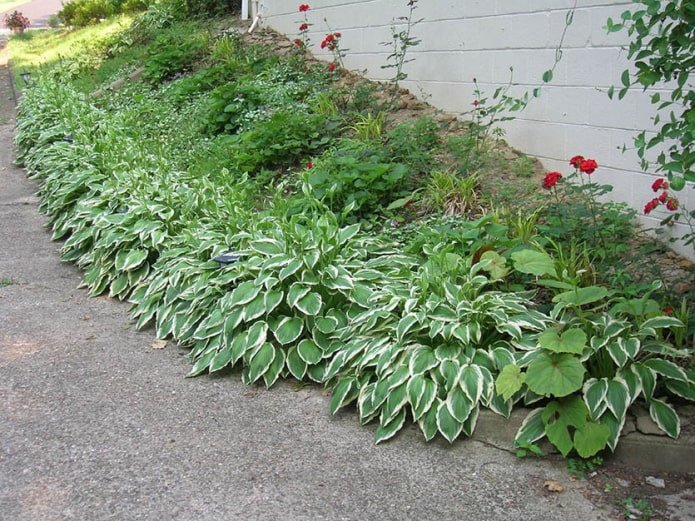 hosta along the path