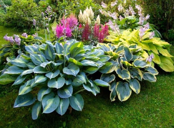 hosta in a flowerbed