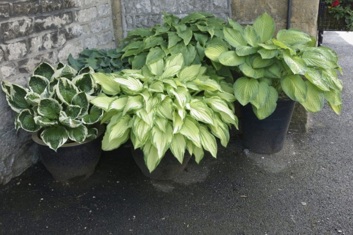 hostas in pots