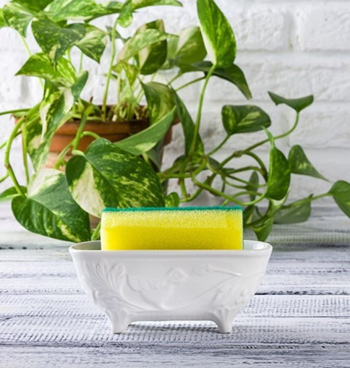 Sponge tray