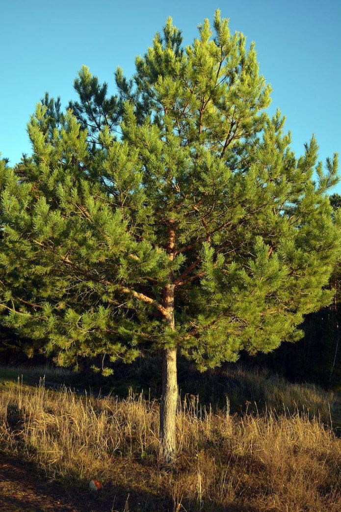 Scots pine
