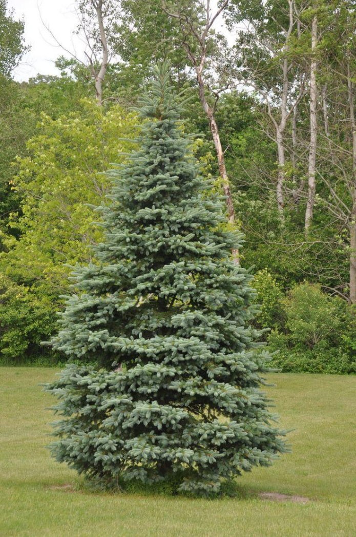 Norwegian spruce